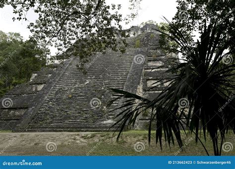 Tikal Guatemala Pir Mide Maya Foto De Archivo Editorial Imagen De Bosque Central