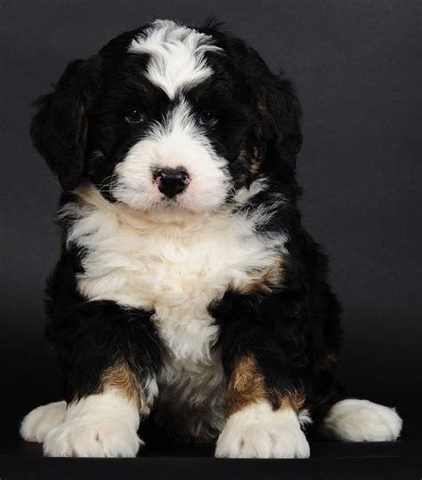 Bernese Poodle Mix Yahoo Image Search Results Cute