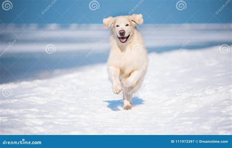 Golden Retriever Running By The Sea Side Stock Image Image Of Snowy