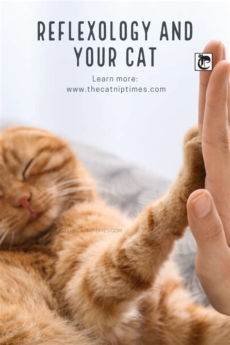 Mirror Mirror On The Paw Reflexology For Cats Pet Care Cats Cats