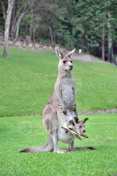 Cute Baby Kangaroo Joey In Pouch 846810 Stock Photo At Vecteezy