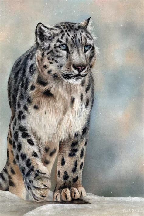 Snow Leopard Canvas Wall Art By Sarah Stribbling Icanvas