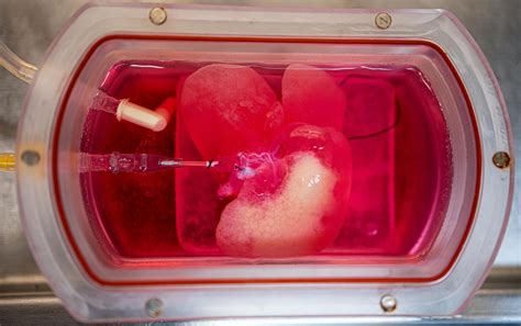 Mini Human Livers Grown In Lab Successfully Transplanted Into Rats