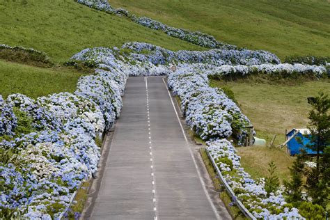 Maybe you would like to learn more about one of these? Hortensien säumen die meisten Straßen Foto & Bild | europe ...