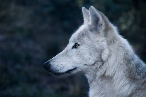 Free Picture White Wolf Profile Portrait Portrait Predator Head