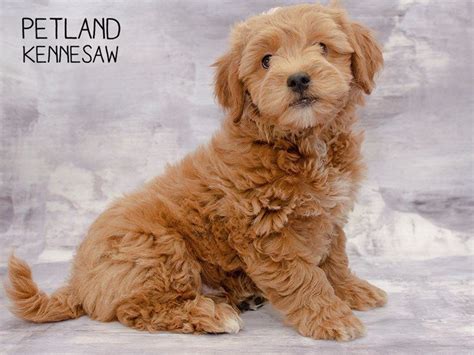 The Cutest Medium Sized Dog Breeds For Families