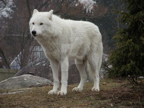 Arctic Wolves 8 By Olympus Nyx On Deviantart