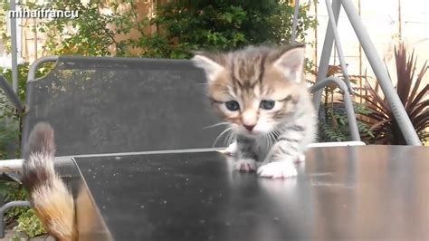 Funny And Cute Kittens Meowing Must Watch Video Youtube