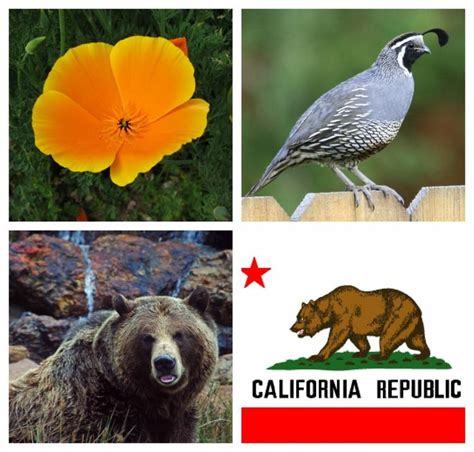 What Is The State Animal Of California Saeqea