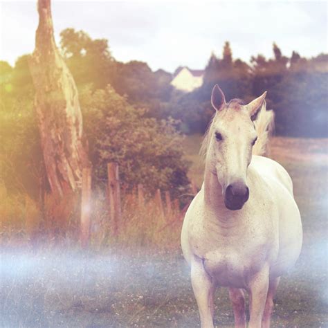 Magic White Horse Photograph By Michael Sullivan Fine Art America