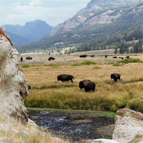 Must See In Yellowstone 13 Incredible Sights In The National Park