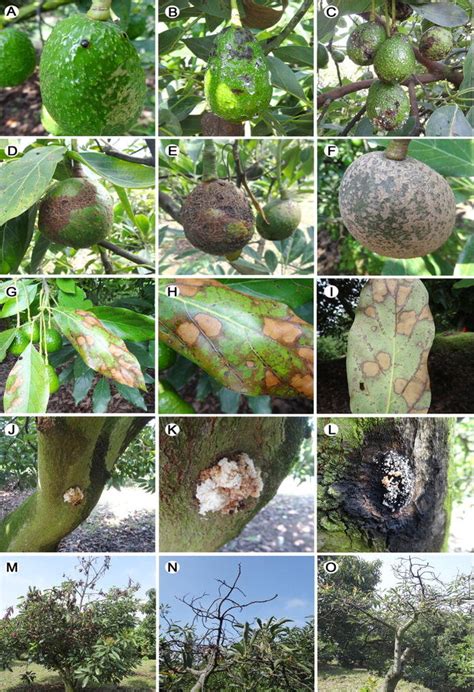 Symptoms Of Avocado Diseases In The Studied Orchard Located In