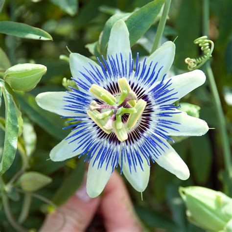 Blue Passion Flower Tropical Vine Plants Bulbs And Seeds At
