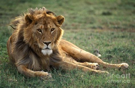African Lion Serengeti Plains Photograph By Craig Lovell