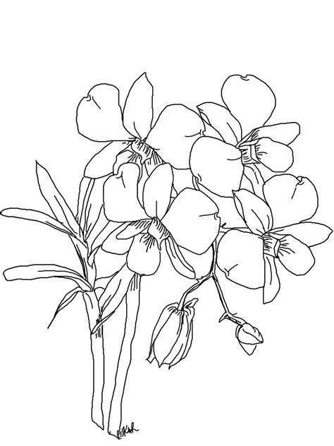 Orchid Line Drawing At Getdrawings Free Download