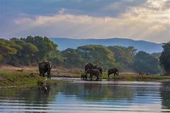 Explore The Untamed A Wildlife Safari In Anch Craigs
