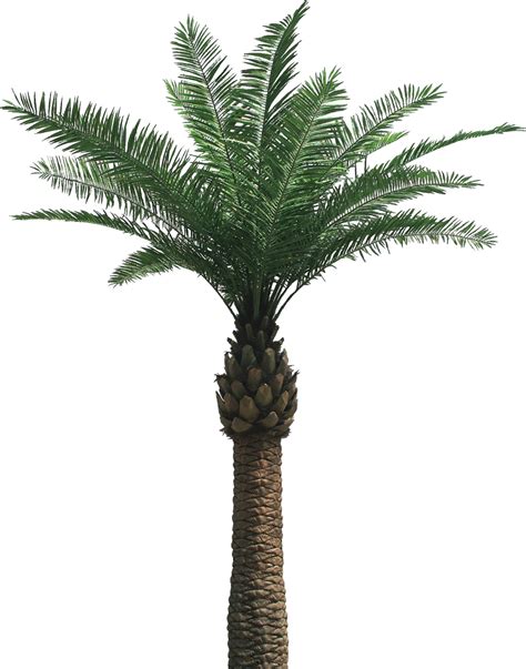 Collection Of Date Palm Png Pluspng