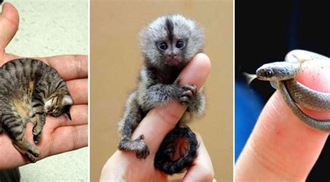 Miniature And Beautiful Top 10 Smallest Animals On Earth Beopeo
