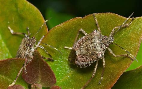 Blog How To Keep Stink Bugs Out Of Your Mooresville Home