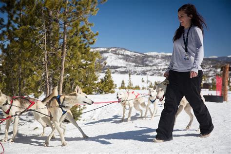 Dog Sledding At Snow Mountain Ranch Just A Colorado Gal