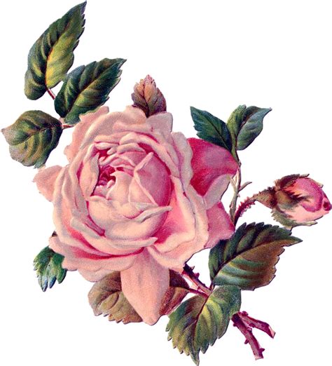 Vintage Roses Vintage Floral Rose Art Vintage Images Vintage Rose