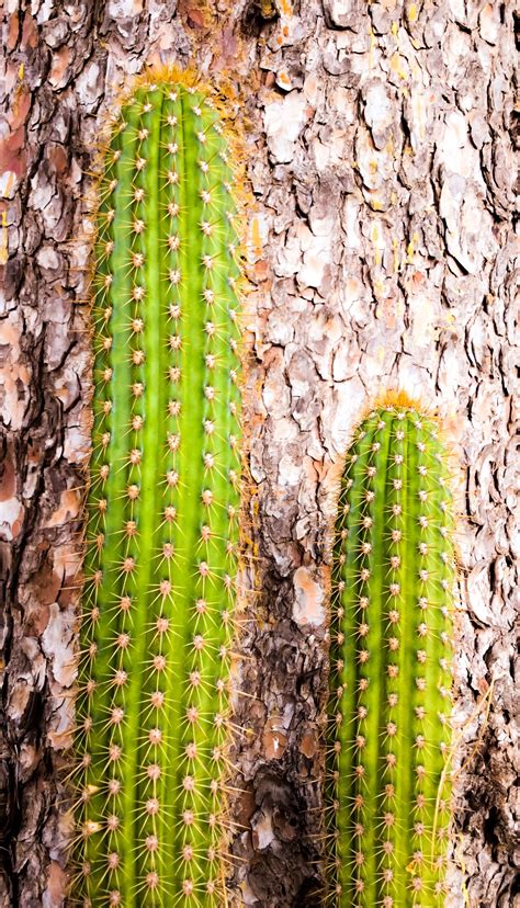 Cactus And Pine Tree Back Background Nature Photography Cactus