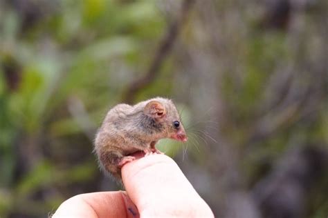 a guide to australia s adorable pygmy possums australian geographic