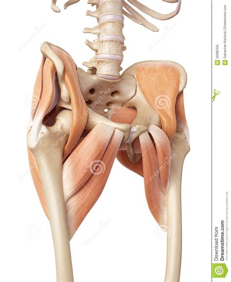Learn their anatomy efficiently and easily using kenhub's muscle anatomy and reference charts! The hip muscles stock illustration. Illustration of ...