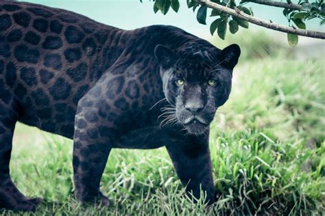 Maybe you would like to learn more about one of these? Jaguar vs Leopard - Top 12 Key Differences and Comparisons