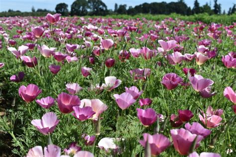 Silver Falls Seed Company Poppy California Purple Gleam