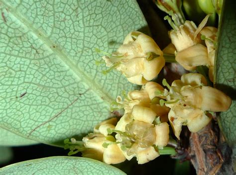 Erythroxylum Campestre Ast Hil Plants Of The World Online Kew Science