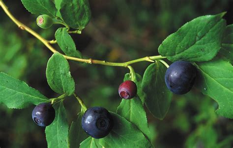 Pick Huckleberries Without Damaging Plant Forest Service Pleads The