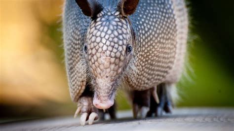 Spike In Leprosy Cases Linked To Armadillos Iflscience