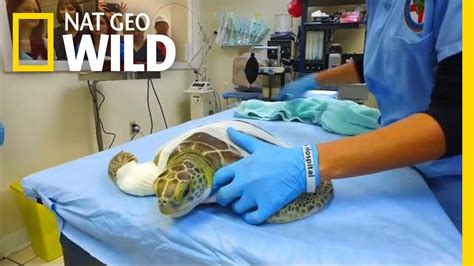 Sea Turtles Get Life-Saving Surgery at Florida Hospital | Nat Geo Wild