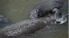 Manatee Mayhem The Consequences Of Breaking The Law
