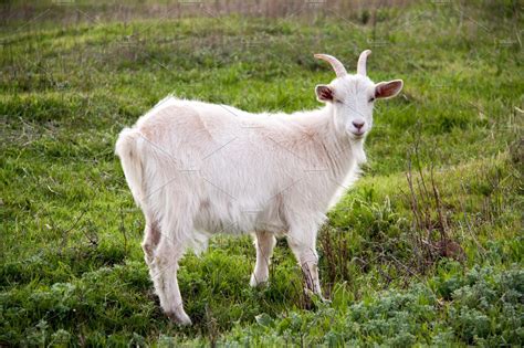 One White Goat On Green Grass In A Field High Quality Animal Stock