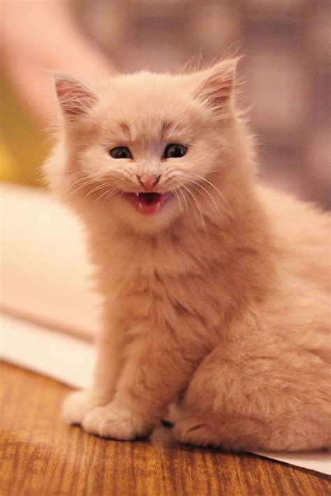 37 Best Smile Cat Images On Pinterest