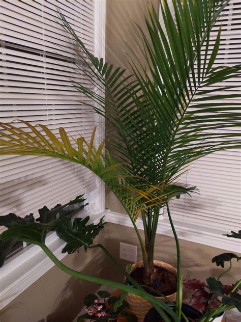 Why Is My Palm Turning Yellow Rhouseplants