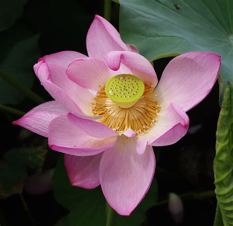 File20100730 Lotus Flower 6779 Wikimedia Commons