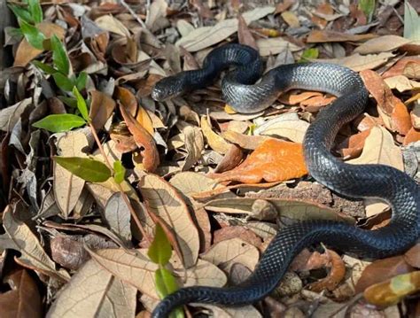 2 Eastern Indigo Snake Hatchlings Discovered For First Time At North