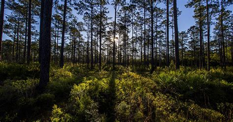 Forests In Florida Discover The Diverse Beauty Of Floridas Forests