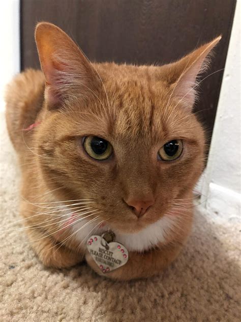 Check spelling or type a new query. I heard that female orange cats are rare, this is my ...