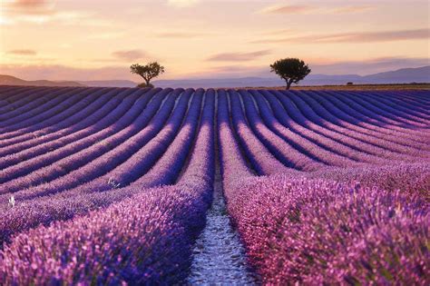 Valensole Provence Alpes C Te D Azur France Lavender Fields