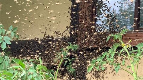 Ihr erfahrungsbericht mit den ungeplanten untermietern. Was tun, wenn ein Bienenschwarm im Garten einzieht? | MDR.DE