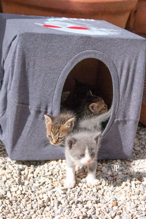 When my phone rang this sunday, the news was particularly bad: How to make a CHEAP DIY cat house! Plus SAVE the Kitties ...