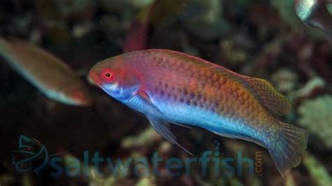 Blue Sided Fairy Wrasse Size 2 3 Inches For Sale Cirrhilabrus