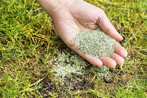 What Is The Best Grass Seed For Kc Metro Lawns