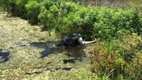 Gator Spotted Eating Another Gator On Florida Wildlife Trail