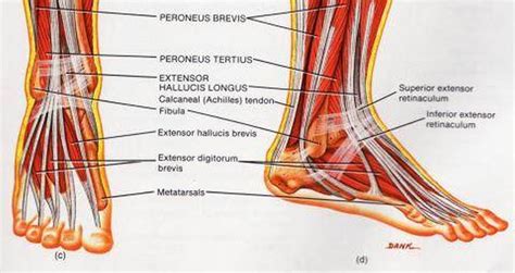 Golgi tendon organs are specialized receptors located in muscle tendons and are innervated by ib muscle afferents. Pictures Of Ankle Muscles