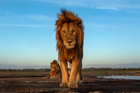 27 Stunning Wildlife Photos Taken By Some Of Africas Best